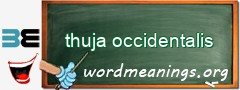 WordMeaning blackboard for thuja occidentalis